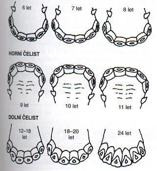 horní a dolní čelist.jpg