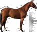 popis koně 2.jpg